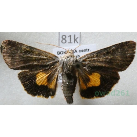 Noctua janthina Denis & Schiffermüller, 1775 Rolnica przepaska Czech81k